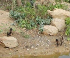 Lagoa dos primatas seca e macacos fogem do Zoobotânico.(Imagem:florianonews.piauiconectado.com)