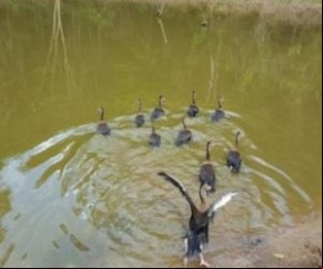 Zoobotânico receberá animais silvestres resgatados de cativeiro em operação no Piauí.(Imagem:florianonews.piauiconectado.com)