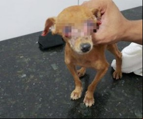 Cão é achado com sinais de queimaduras por água quente.(Imagem:Celina Lira)