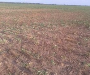 Em Uruçuí soja está morrendo devido à falta de chuvas e altas temperaturas.(Imagem:PortalCidadeLuz)