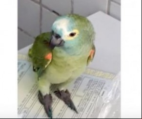 Imprensa nacional repercute apreensão de papagaio delator no PI.(Imagem:Divulgação/PM)
