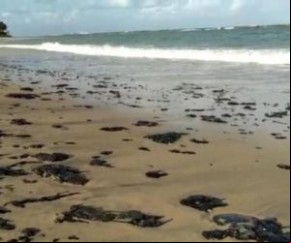 Marinha investiga manchas de óleo em ilha do Delta do Parnaíba.(Imagem:Divulgação)