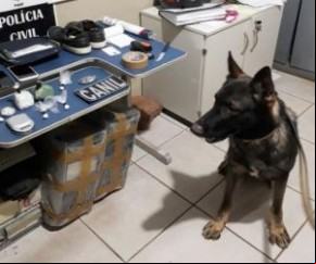 Cão farejador ajuda polícia a encontrar drogas em Picos.(Imagem:Polícia Civil)