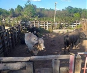 O delegado da Polinter informou que mais detalhes da operação serão apresentados em um relatório oficial nesta terça-feira (26).(Imagem:Reprodução)