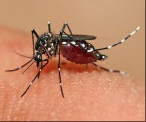 Chikungunya aumenta 115% no Piauí e dados preocupam Sesapi.(Imagem:florianonews.piauiconectado.com)
