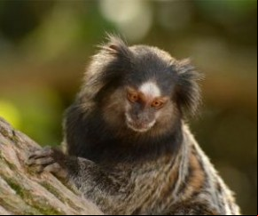 FMS investiga se macacos morreram por febre amarela em Teresina.(Imagem:Divulgação)