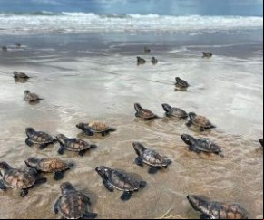 De acordo com a vice-presidente do Instituto Tartarugas do Delta, Werlanne Magalhães, de janeiro a julho, o litoral do Piauí funciona como berçário de tartaruga marinha. O ninho nã(Imagem:Reprodução)