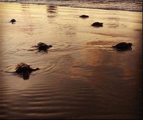 Litoral do Piauí já registrou o nascimento de 5 mil tartarugas em 2018.(Imagem:florianonews.piauiconectado.com)