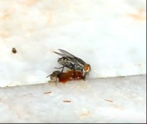 Período chuvoso: infecção por moscas aumenta em 40%.(Imagem:Divulgação)
