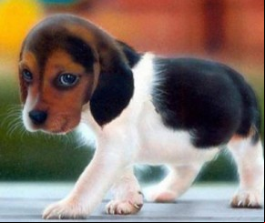 Veterinário alerta para perigo das viroses no período chuvoso.(Imagem:florianonews.piauiconectado.com)