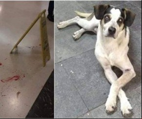 Mensagem de ódio contra cachorro morto no Carrefour é investigada no Piauí.(Imagem:Divulgação)