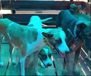 Cães filmados sangrando são levados para abrigo de animais.(Imagem:florianonews.piauiconectado.com)