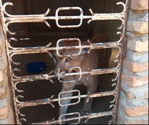 Animais vítimas de maus-tratos são resgatados no Piauí.(Imagem:florianonews.piauiconectado.com)