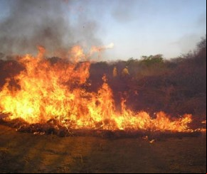 IBAMA autoriza contratação de brigadistas para quatro municípios do Piauí.(Imagem:Divulgação)