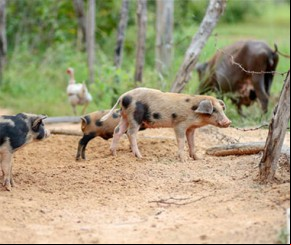 Peste suína gera indenização a 300 produtores por mortes de animais.(Imagem:florianonews.piauiconectado.com)