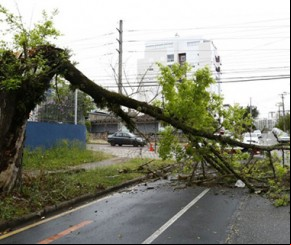 Queda de árvores aumenta 130% com o período chuvoso.(Imagem:florianonews.piauiconectado.com)