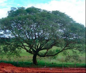 Planta comum no Piauí tem proteína que combate o Câncer.(Imagem:florianonews.piauiconectado.com)