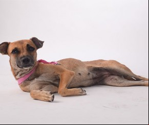Cães e gatos abandonados viram modelos em campanha de conscientização de adoção.(Imagem:florianonews.piauiconectado.com)