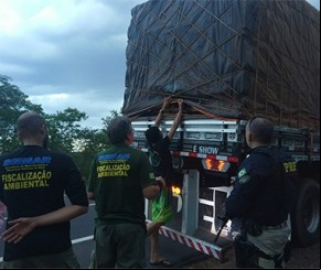 Caminhão é apreendido com 15 toneladas de madeira ilegal.(Imagem:PRF)