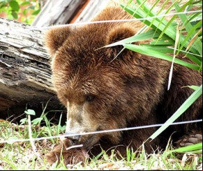 Ursa Marsha deixará o Piauí em avião da FAB no próximo dia 21.(Imagem:Raianna Risele)