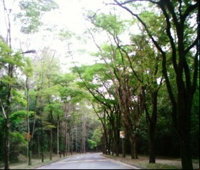 Rua Arborizada(Imagem:Eduardo Jorge Martins Alves Sobrinho)