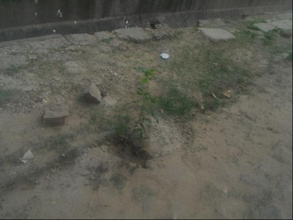 Voluntários realizam plantio de árvores na Avenida Fauzer Bucar.(Imagem:FlorianoNews)