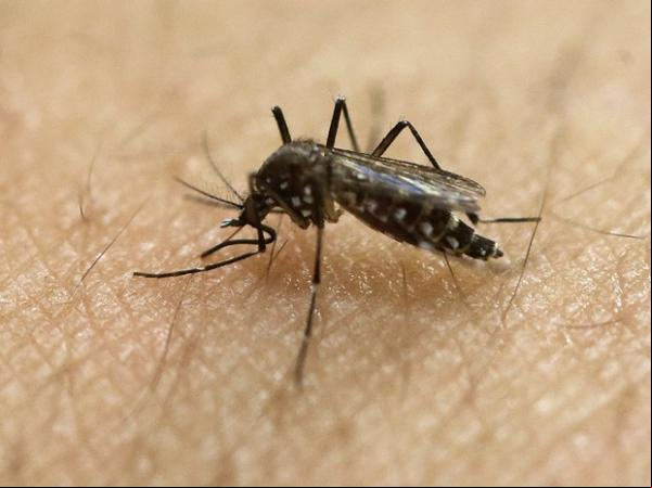 Mosquito Aedes aegypti, transmissor do vírus da zika, em laboratório de São Paulo.(Imagem:AP Photo/Andre Penner, File)