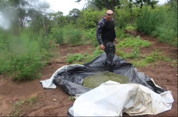 Polícia Militar encontra e incinera plantação de maconha com 2 hectares na zona rural de Paulistana, no Piauí.(Imagem: Polícia Militar )