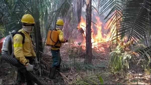 Incêndio florestal em Uruçuí, no Sul do Piauí.(Imagem:Divulgação/Prefeitura de Uruçuí)