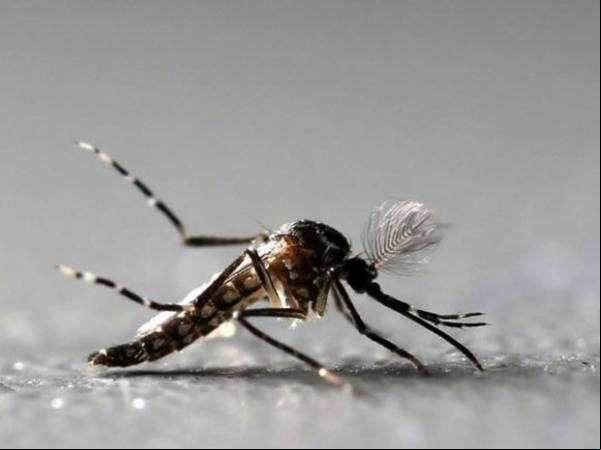 Mosquito Aedes aegypti é alvo de campanha em todo país para combater dengue, chikungunya e zika.(Imagem:Paulo Whitaker/Reuters)