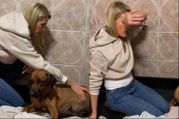 Ana Hickmann chora ao ajudar cadela em parto de 17 filhotes:
