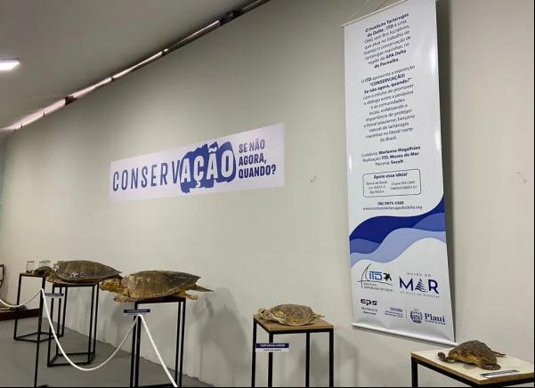 Tartarugas após processo de taxidermia são expostas em Museu do Mar, em Parnaíba, no Piauí.(Imagem:Reprodução/ Dalila Veras )