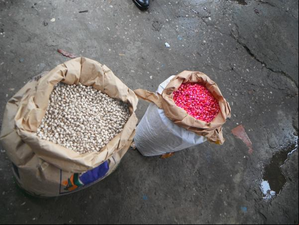 Pequenos produtores rurais de Floriano recebem sementes de milho e feijão.(Imagem:FlorianoNews)