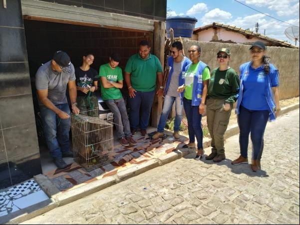Macacos que eram criados como animais domésticos são apreendidos em Oeiras. (Imagem:Reprodução/Semar)