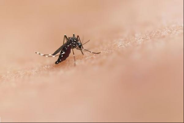 Mosquito transmissor da dengue(Imagem:National Institute of Allergy and Infectious Diseases/ Unsplash)
