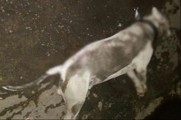 Pitbull ataca criança de oito anos e é morto com tiro na Capital.(Imagem:florianonews.piauiconectado.com)