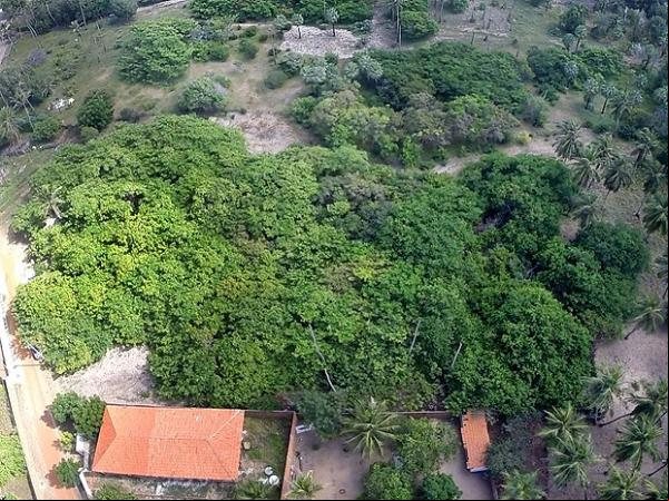 Cajueiro no Piauí quer o título de o maior do mundo. Foto tirada em fevereiro de 2016.(Imagem:Reprodução/TV Clube)