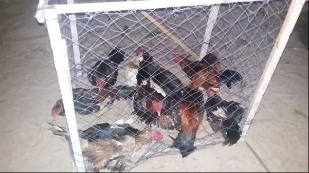 Vinte e quatro galos foram resgatados de rinha pelo Batalhão de Polícia Ambiental no litoral do Piauí.(Imagem:Divulgação/ Batalhão de Polícia Ambiental)