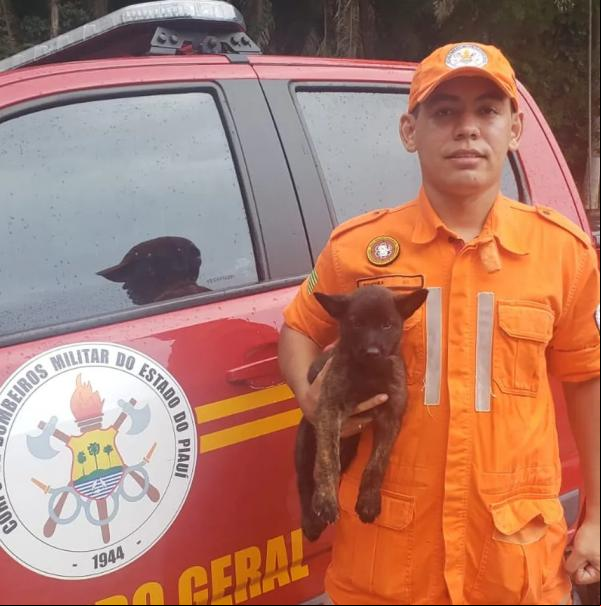 Thor, primeiro cão-bombeiro de resgate e salvamento do Piauí, morre aos dois anos.(Imagem: Divulgação/CBMEPI )