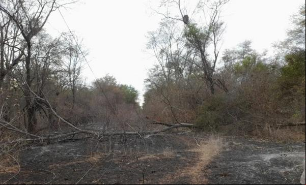 Queimadas atingem rede elétrica no interior do Piauí.(Imagem:Reprodução/Equatorial Piauí)
