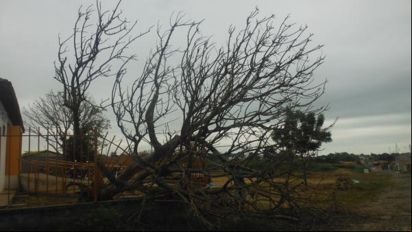 Forte ventania arrancou árvores e placas em Floriano.(Imagem:FlorianoNews)