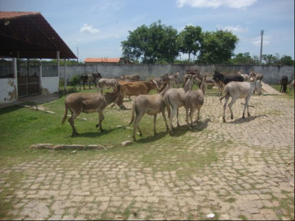 PRF apreende animais soltos na região de Floriano.(Imagem:FlorianoNews)