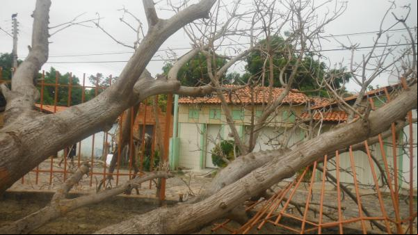 Forte ventania arrancou árvores e placas em Floriano.(Imagem:FlorianoNews)