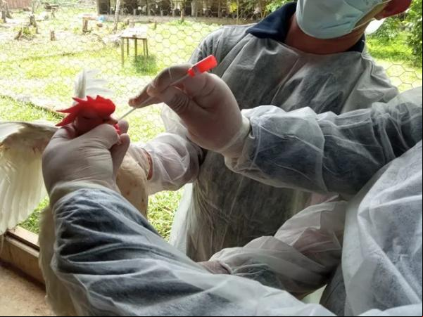 Ações de monitoramento de Influenza Aviária.(Imagem:Divulgação/Adaf)