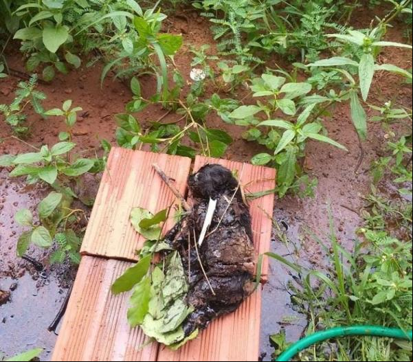 Três filhotes de cachorro morreram após ficarem cobertos com piche de asfalto em fábrica abandonada no PI.(Imagem:Reprodução)