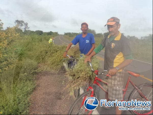 Florianenses mantém tradição de colher Alecrim na Sexta-feira Santa.(Imagem:FlorianoNews)