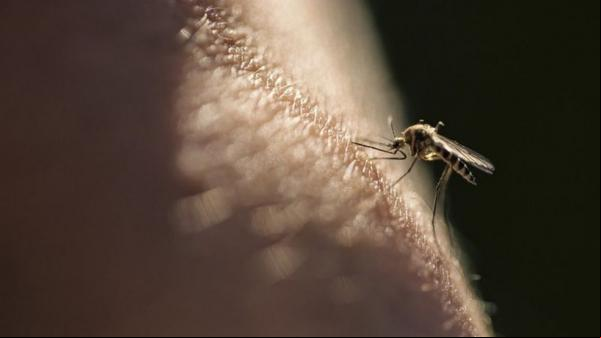 Mosquito que transmite a malária, doença que ainda mata 400 mil pessoas por ano no mundo(Imagem:Reprodução)