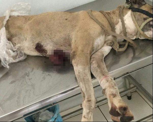Cão é resgatado em boca de fumo após ser esfaqueado.(Imagem:florianonews.piauiconectado.com)