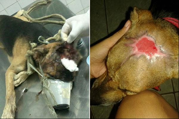 Polícia encaminha à Justiça caso de maus-tratos a cão no Piauí.(Imagem:florianonews.piauiconectado.com)
