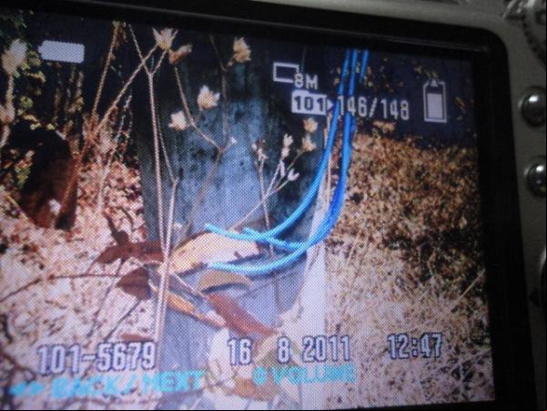 Siso elétrico(Imagem:Florianonews)